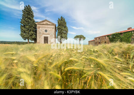 Campi di spighe di grano sulle dolci colline verdi della Val d'Orcia in provincia di Siena Toscana Italia Europa Foto Stock