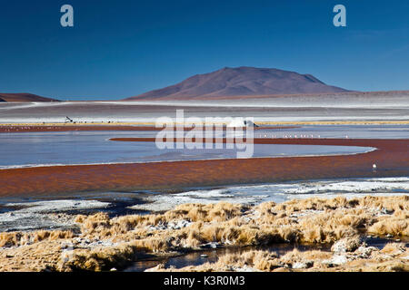 La Laguna Colorada contiene isole di borace, il cui colore bianco contrasta con il colore rossastro delle sue acque, che è causato da sedimenti di rosso e pigmentazione di alcune alghe - Bolivia America del Sud Foto Stock