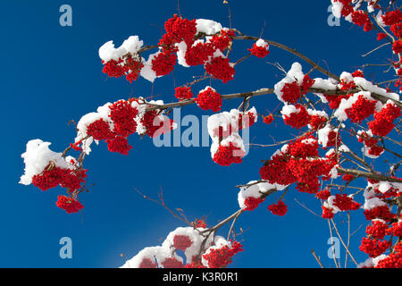 Alcuni rami di Sorbus aucuparia, comunemente chiamato rowan e mountain-cenere, ricoperta di neve, Valtellina Lombardia Italia Europa Foto Stock