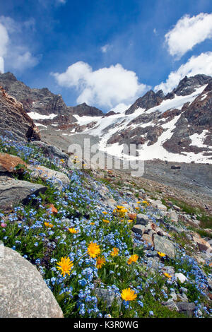 Dimenticare-me-non (Myosotis ambigens) e la prima-fioritura delle margherite, Leopard's Bane, fioritura dal ghiacciaio della Caspoccio in Valmalenco, Valtellina Lombardia Italia Europa Foto Stock