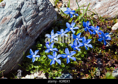 La molla o Genziana Gentiana Verna è uno tra i più diffusi di genziane, trovato su soleggiati prati alpini e brughiere, Lombardia Italia Europa Foto Stock