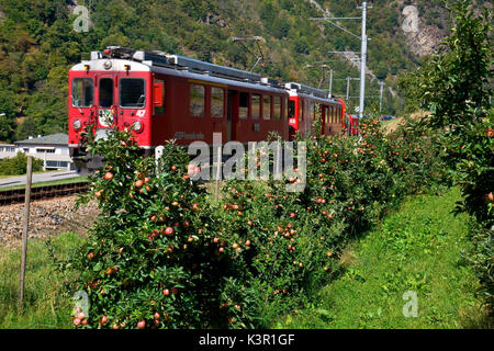 Il Bernina Express passando attraverso gli alberi di mele Brusio, Val Poschiavo, Svizzera Europa Foto Stock