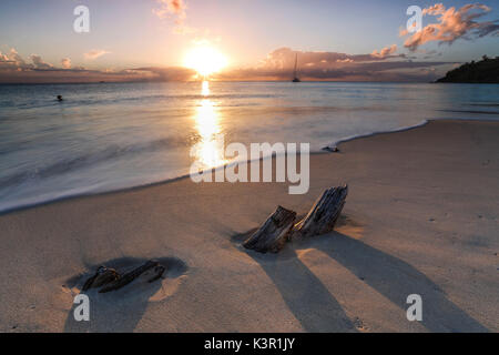 Il tramonto dei caraibi fotogrammi i resti di tronchi di alberi sulla spiaggia Ffryers Antigua e Barbuda Leeward Islands West Indies Foto Stock