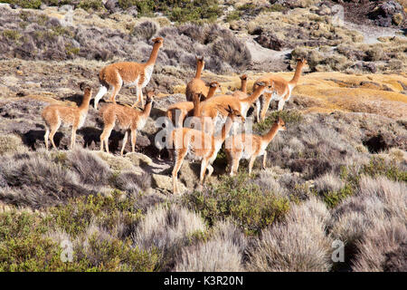 Un gruppo di vigogne selvatici in una zona desertica del Lauca Parco Nazionale. Il Cile. America del Sud Foto Stock