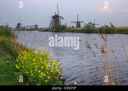 Fiori gialli frame i mulini a vento si riflette nel canale ad alba Kinderdijk Rotterdam South Holland Olanda Europa Foto Stock