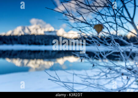 Rami coperto di brina intorno al lago Palù dove le cime innevate e i boschi sono riflesse Valle Malenco Lombardia Italia Europa Foto Stock