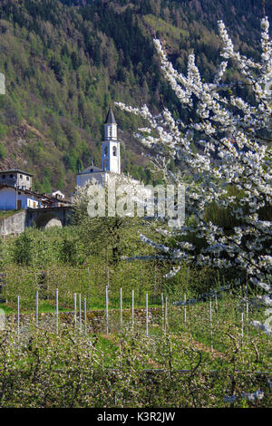 Frutteti in fiore telaio la vecchia chiesa di Villa di Tirano in provincia di Sondrio Lombardia Valtellina Italia Europa Foto Stock