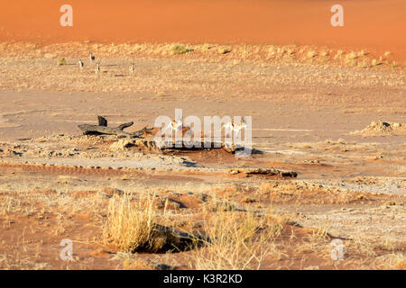 Gazzelle in esecuzione su terreno asciutto Deadvlei Sossusvlei deserto del Namib Naukluft National Park in Namibia in Africa Foto Stock