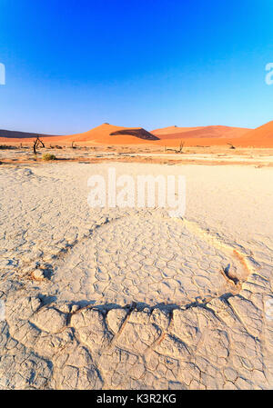 Terra arida e morti Acacia circondato da dune di sabbia Deadvlei Sossusvlei deserto del Namib Naukluft National Park Namibia Africa Foto Stock