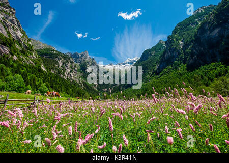 Fioritura in estate in Val di Mello, Val Masino. Valtellina Lombardia Italia Europa Foto Stock