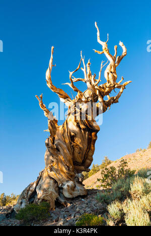 Antica bristlecone pine in Sierra Nevada, Nevada, STATI UNITI D'AMERICA