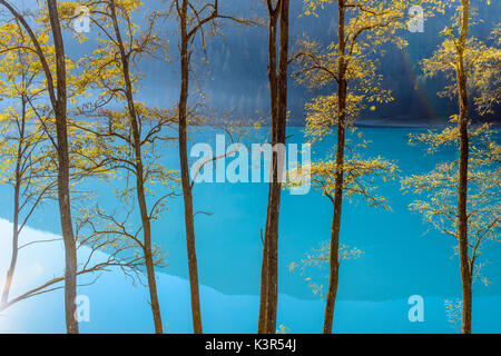 Locus-tree,Lago di Auronzo,Auronzo,Cadore,Dolomiti,Veneto,Italia Foto Stock