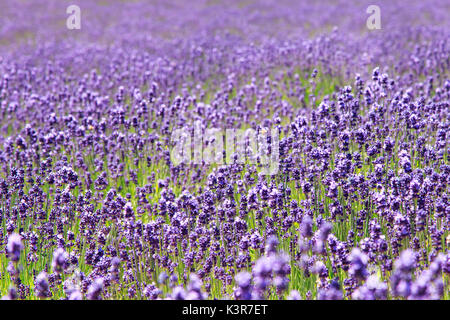 Campo di lavanda in Furano, Hokkaido, Giappone Foto Stock