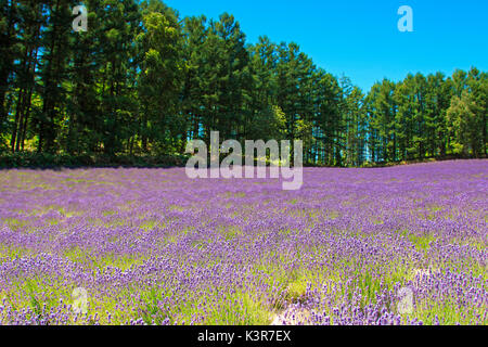 Campo di lavanda in Furano, Hokkaido - Giappone Foto Stock