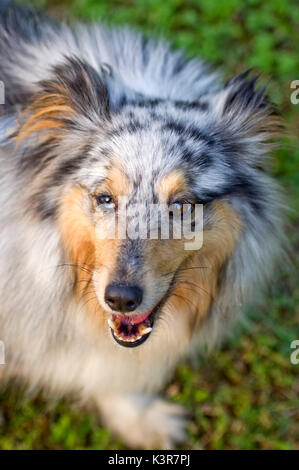 Un ritratto di Shetland Sheepdog Foto Stock