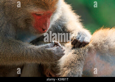 Le scimmie in Shoushan, Monkey mountain in Kaohsiung city, Taiwan Foto Stock