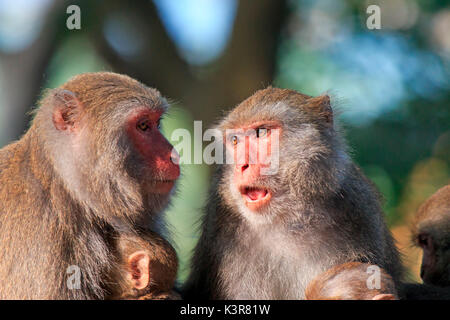 Le scimmie in Shoushan, Monkey mountain in Kaohsiung city, Taiwan Foto Stock