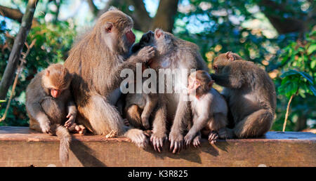 Le scimmie in Shoushan, Monkey mountain in Kaohsiung city, Taiwan Foto Stock