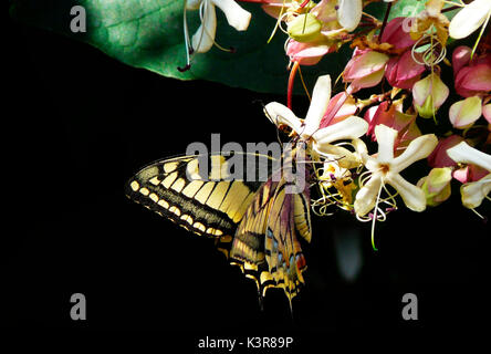 A coda di rondine a farfalla Papilio machaon sul clerodendro fiori Foto Stock