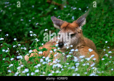 Kangaroo appoggiata sull'erba Foto Stock