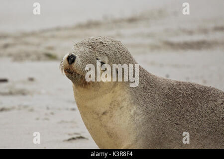 Australian Sea Lion,SA, Kangaroo Island, in Australia Foto Stock