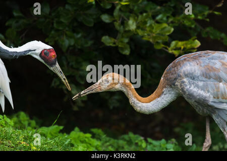 Close up di un rosso-crowned crane (talvolta chiamato Manchurian gru) alimenta la sua giovane pulcino dal lato di un lago durante l'estate del 2017. Foto Stock