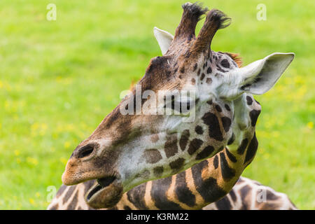 Una giraffa visto masticare sull'erba come esso giace sul pavimento sotto il sole - visto in Norfolk durante l'estate del 2017. Foto Stock