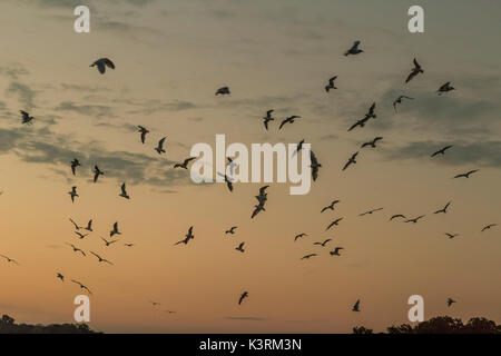 Un gruppo di gabbiani volare attraverso l'aria al tramonto. Foto Stock