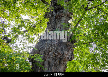 Vecchio nodose tronco di albero di un lime tree nel giardino inglese, Monaco di Baviera, Germania, Europa Foto Stock