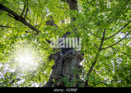 Vecchio nodose tronco di albero di un lime tree nel giardino inglese, Monaco di Baviera, Germania, Europa Foto Stock