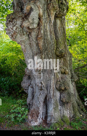 Vecchio nodose tronco di albero di un lime tree nel giardino inglese, Monaco di Baviera, Germania, Europa Foto Stock