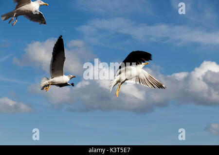 Molti gabbiani in volo Foto Stock