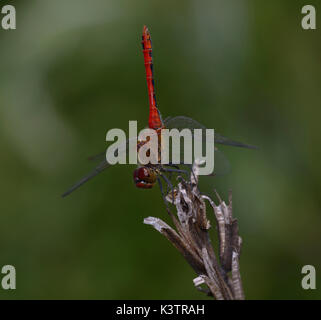 Macro shot di un dragonfly ruddy darter, sympetrum sanguineum, maschio, in piedi su una pianta asciutta. Foto Stock