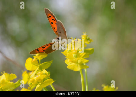 Un piccolo rame, Lycaena phlaeas, si siede su un impianto di stelo, vista frontale. Foto Stock