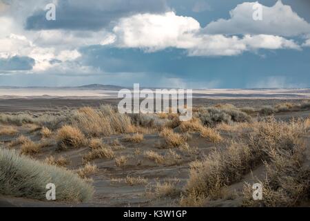 La gomma rabbitbrush arbusti crescono in dry lake letto fossile del lago di fronte alla valle di Natale le dune di sabbia e la foresta persa Febbraio 21, 2017 vicino a valle di Natale, Oregon. (Foto di Greg brillare attraverso Planetpix) Foto Stock