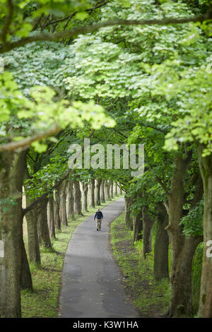 Viale alberato percorso attraverso pubblico spazio verde Avenham e parchi di Miller in Preston, Lancashire Foto Stock