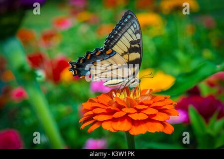 Una tigre orientale a coda di rondine terre di farfalla su un fiore presso la fattoria Roberson Agosto 18, 2017 di Fredericksburg, Virginia. (Foto di Preston Keres via Planetpix) Foto Stock