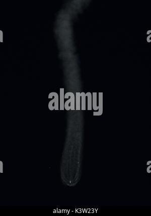 Il Soyuz MS-05 lanci spaziali per la NASA Stazione Spaziale Internazionale per la spedizione 52 presso il cosmodromo di Baikonur Luglio 28, 2017 di Baikonur in Kazakhstan. (Foto di Joel Kowsky via Planetpix) Foto Stock