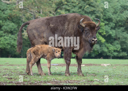 Il bisonte europeo. Bison bonasus. Foto Stock