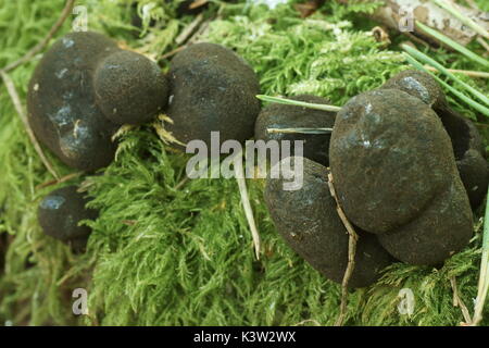 Dead mans dita Foto Stock