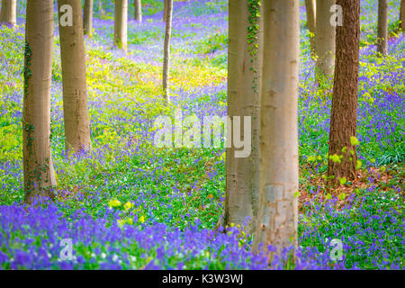 Hallerbos, foresta di faggio in Belgio piena di Blue Bells fiori. Foto Stock