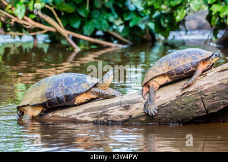 Tortuguero, Costa Rica, tartarughe selvatiche su un Foto Stock