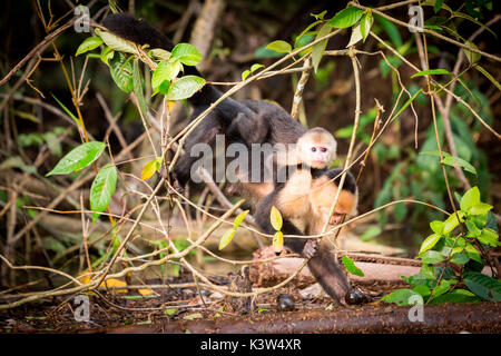 Parco Nazionale di Tortuguero, Costa Rica, bianco dei Cappuccini di fronte alle scimmie Foto Stock