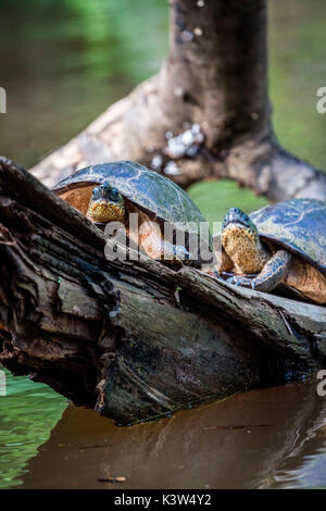 Tortuguero, Costa Rica, tartarughe selvatiche su un Foto Stock