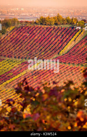 Castelvetro di Modena, Emilia Romagna, Italia. i vigneti in autunno Foto Stock