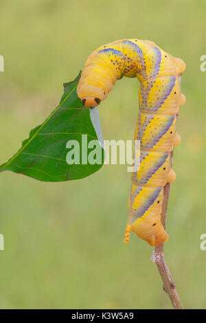 Acherontia atropo, Casareggio, Liguria, Italia Foto Stock