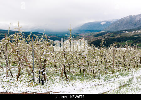 L'Italia, Trentino Alto Adige, Val di Non, neve su apple fiorisce in un insolitamente freddo giorno di primavera. Foto Stock