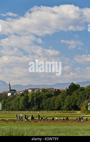 L'Italia, Trentino Alto Adige, gli agricoltori il raccolto di patate nel villaggio di montagna della Val di Non. Foto Stock