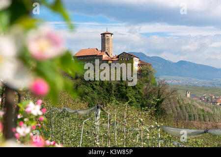 L'Italia, Trentino, Val di Non, Apple Blossom Nel Valer Castello. Foto Stock