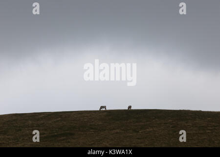 Due isolati di vacche che pascolano su un prato sulla cima di una montagna, sotto un cielo nuvoloso Foto Stock